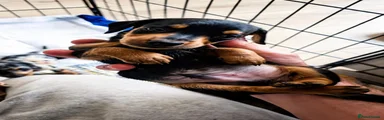 Miniature Dachshund 1