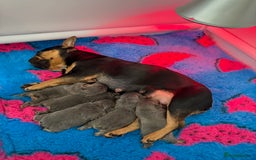 French Bulldog dogs for sale: Kc Registered Quality fluffy Isabella pink 🌟 - Image 10