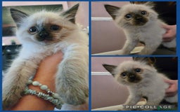 Ragdoll cats for sale: Purebred Ragdoll kittens, blue, seal, Lynx mitted - Image 7