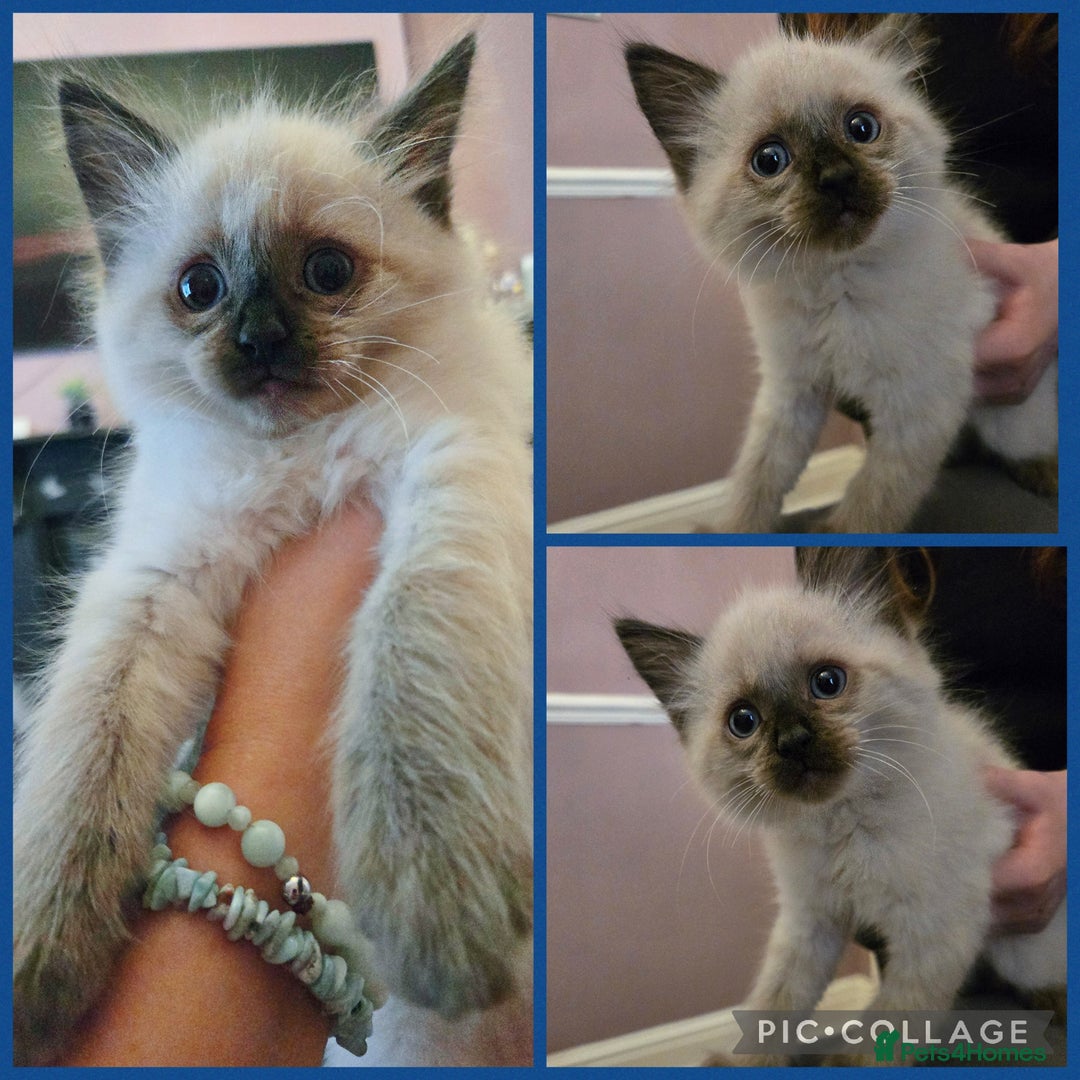 Ragdoll cats for sale: Purebred Ragdoll kittens, blue, seal, Lynx mitted - Image 7