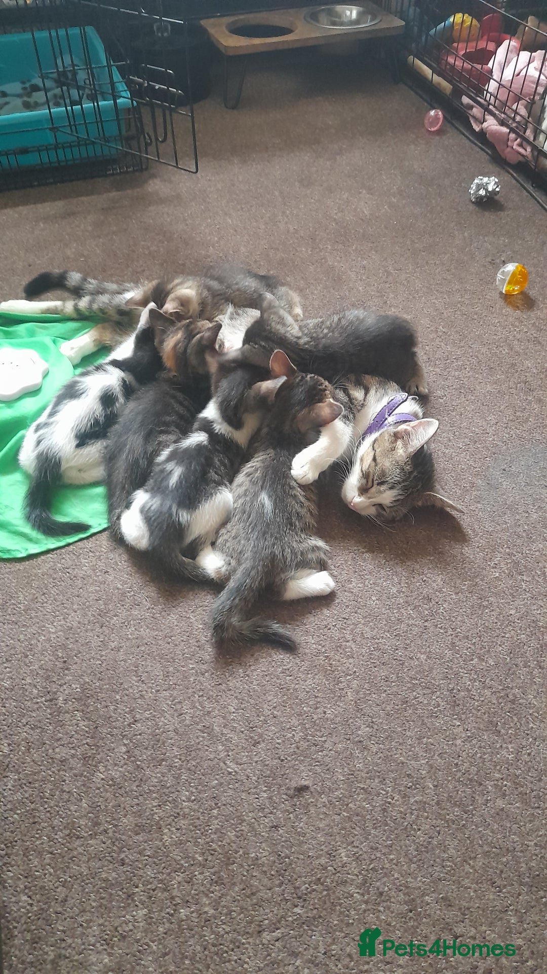 Mixed Breed cats for sale: 6 beautiful kittens for sale - Image 8