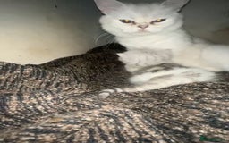 British Shorthair cats for sale: TICA REGISTERED CHAMPION LINES HUGE KITTEN 4 SALE! - Image 15