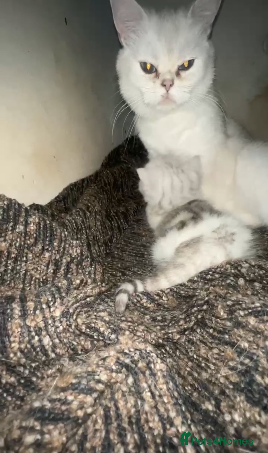 British Shorthair cats for sale: TICA REGISTERED CHAMPION LINES HUGE KITTEN 4 SALE! - Image 15