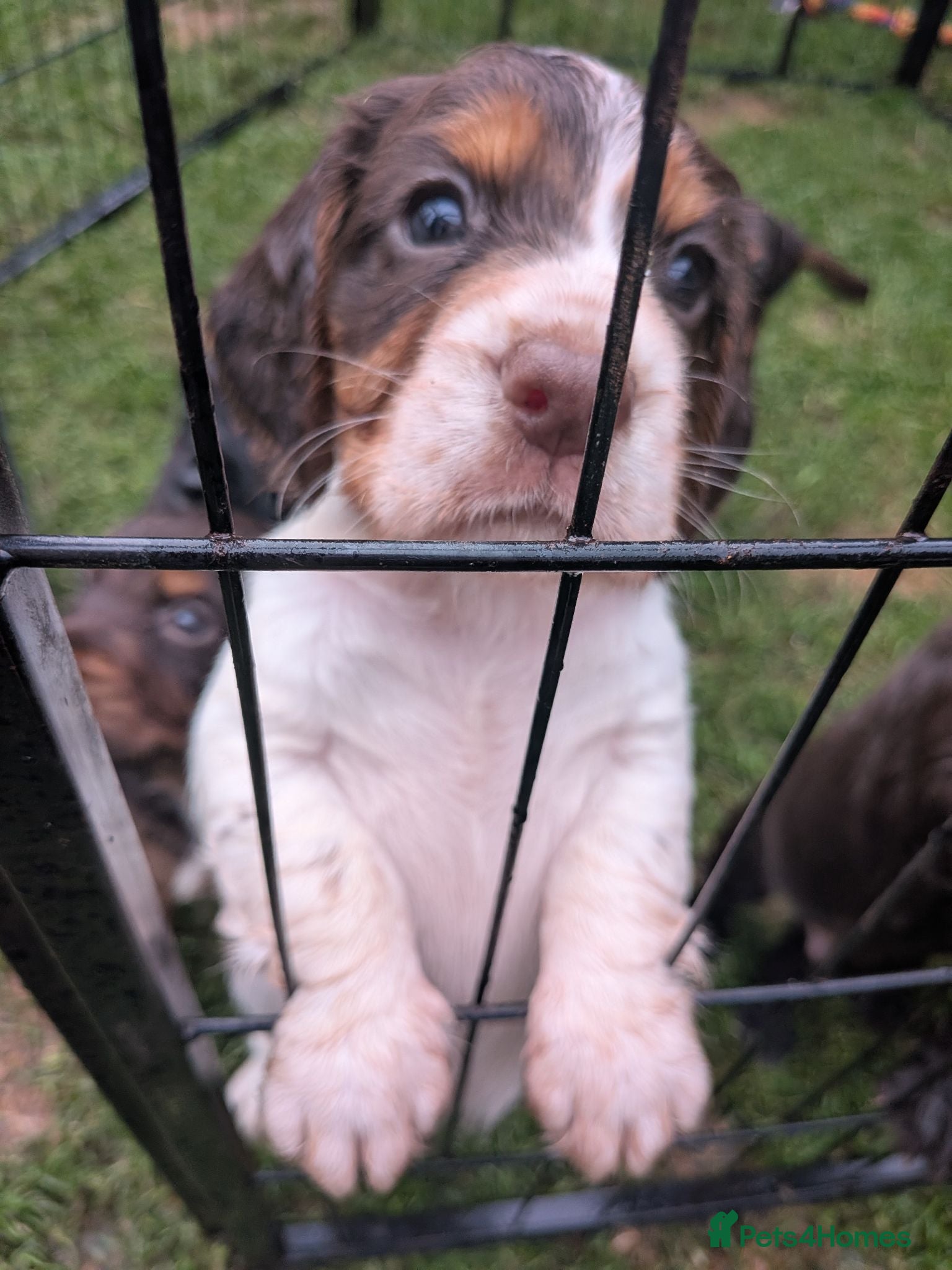 Cocker Spaniel dogs ⭐ ONLY 1 LEFT ⭐Beautiful cocker spaniel puppies - Advert 15
