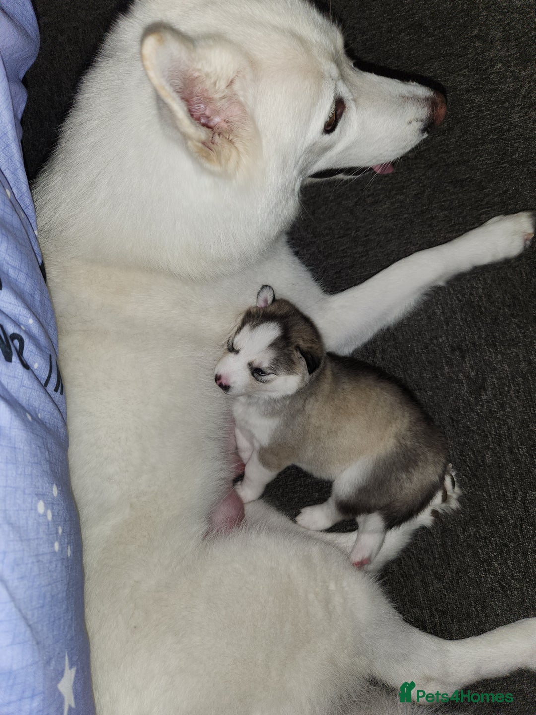 Siberian Husky dogs for sale: Syberian Huskies Male and Female - Image 17