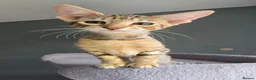 Savannah cats for sale: F8 SBT savannah kittens- TICA registered Ready Now - Advert 3