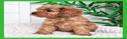 Cavapoo dogs for sale: Gorgeous cavapoo puppies from DNA tested parents - Advert 13