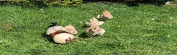Chickens poultry for sale: Salmon Faverolle Hens for sale - Pure breed - Advert 6
