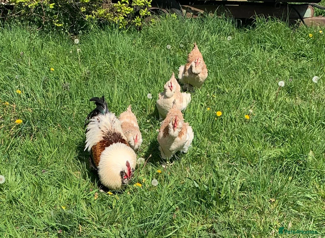 Chickens poultry for sale: Salmon Faverolle Hens for sale - Pure breed - Advert 6