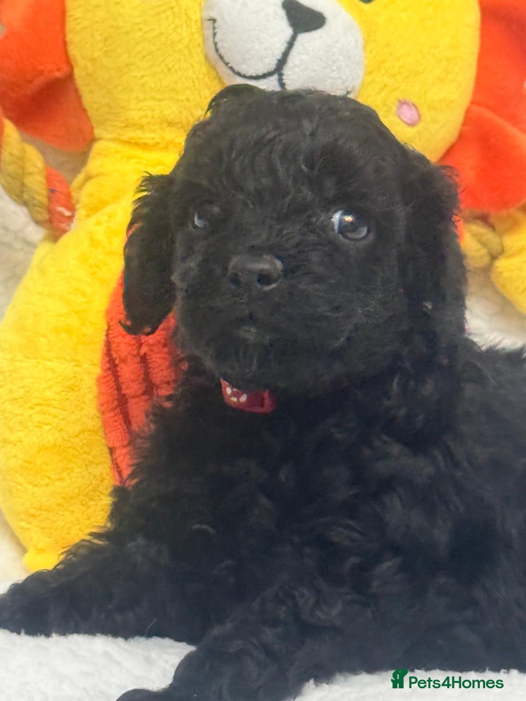 Cavapoo dogs for sale: Ready now, extensively health tested F1 cavapoo - Advert 9