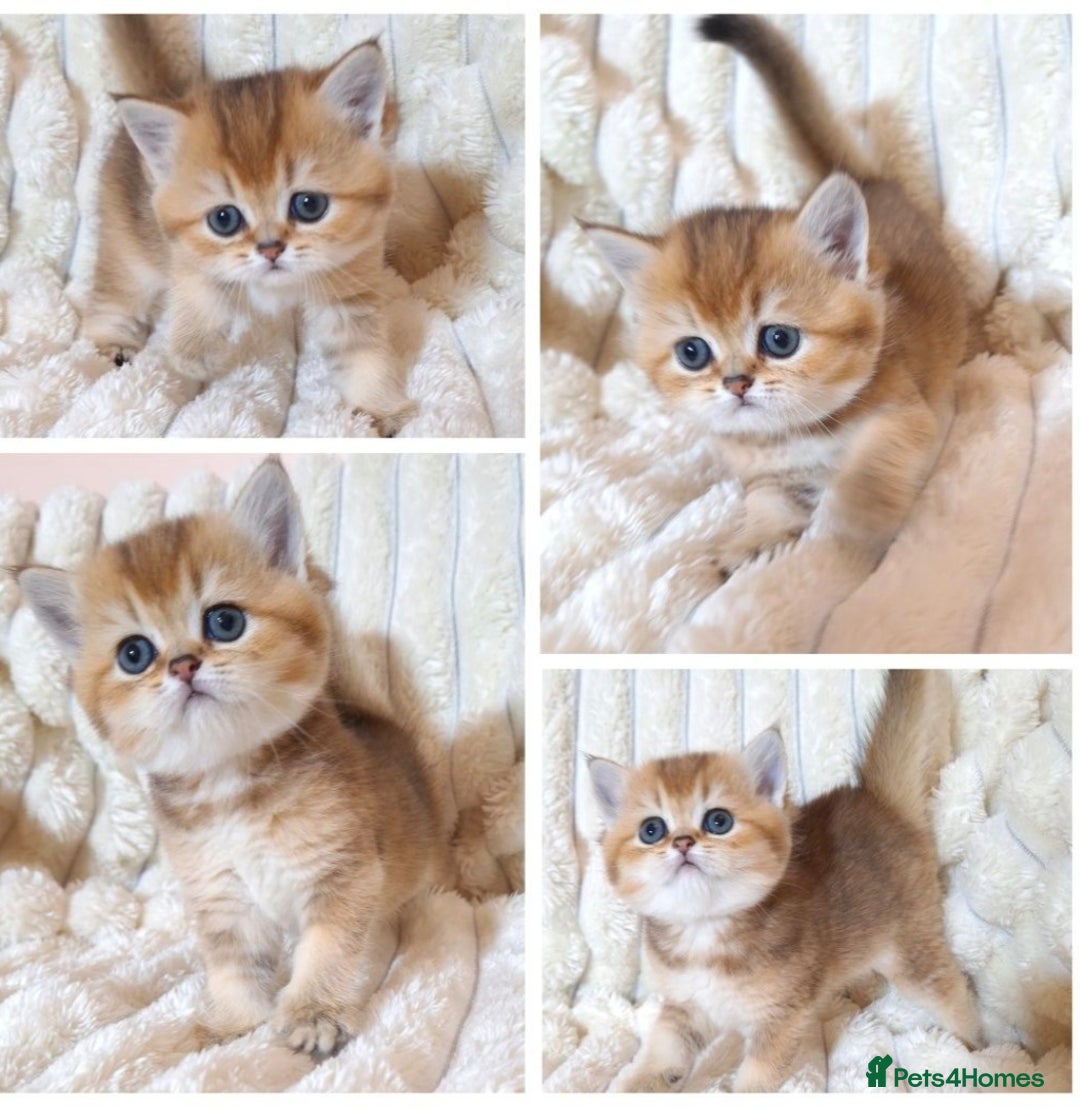 British Shorthair cats for stud: Pedigree Golden BSHstud, Green eyes, Active rgstrd - Advert 16
