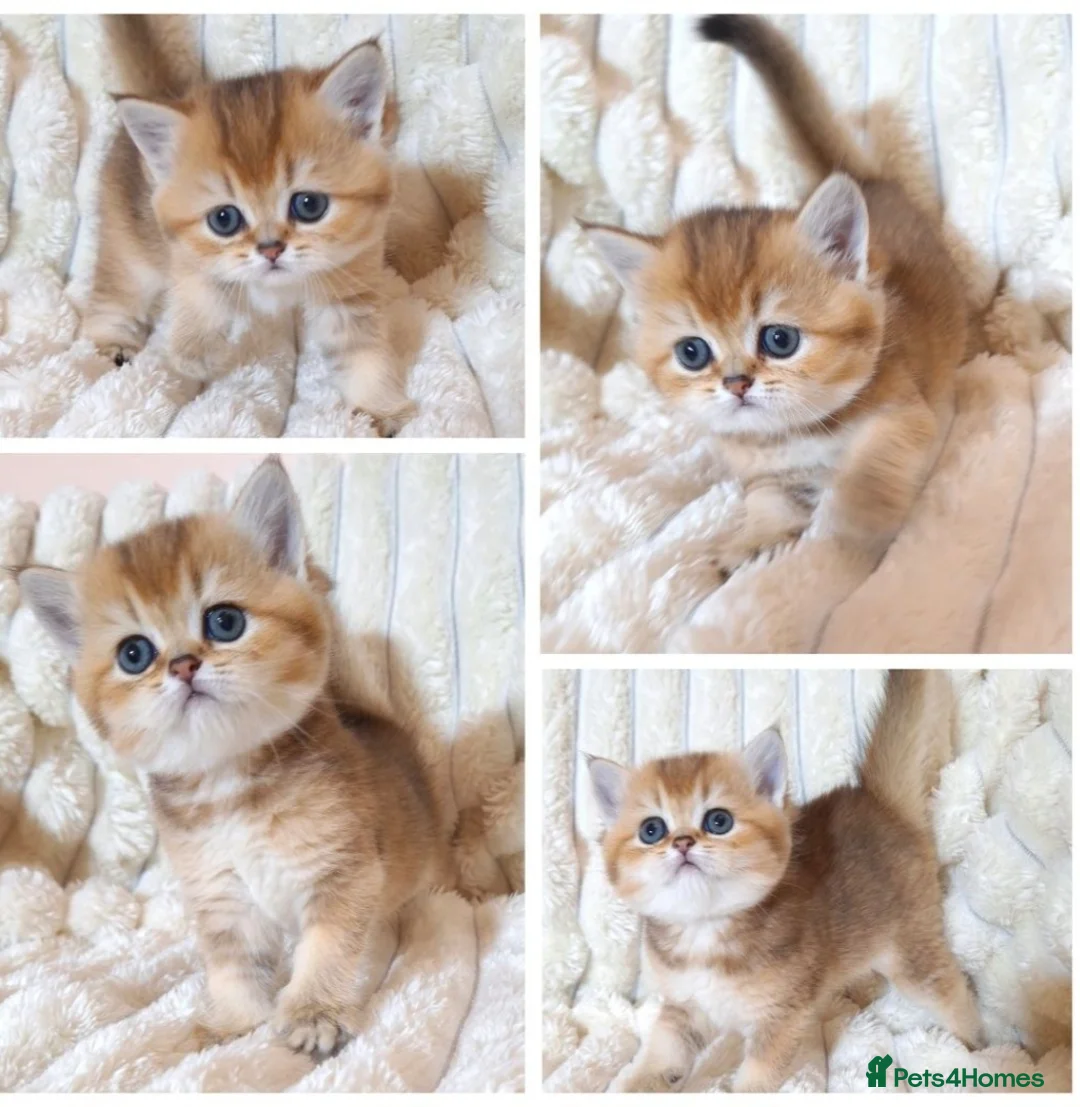 British Shorthair cats for stud: Pedigree Golden BSHstud, Emerald eyes, Active rg - Advert 16