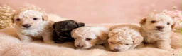 Toy Poodle dogs for stud: FOR STUD PEANUT  - Advert 10