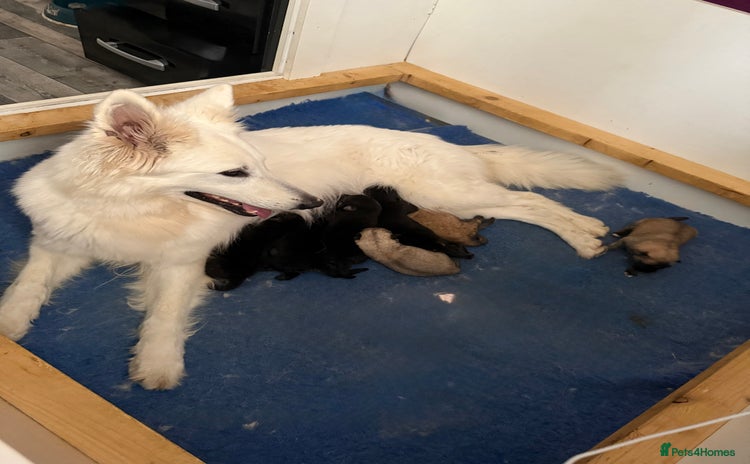 Mixed Breed dogs - Advert 3