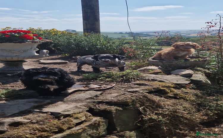 Cockapoo dogs in Craven Arms - Advert 12