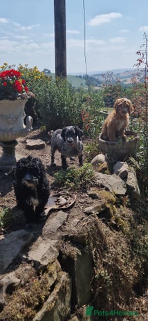 Cockapoo dogs in Craven Arms - Advert 14