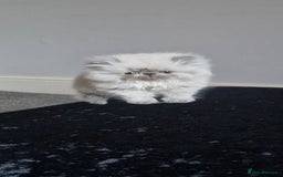 Persian cats for sale: Pure persians. - Advert 2