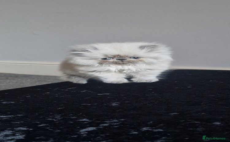 Persian cats Pure persians. - Advert 2