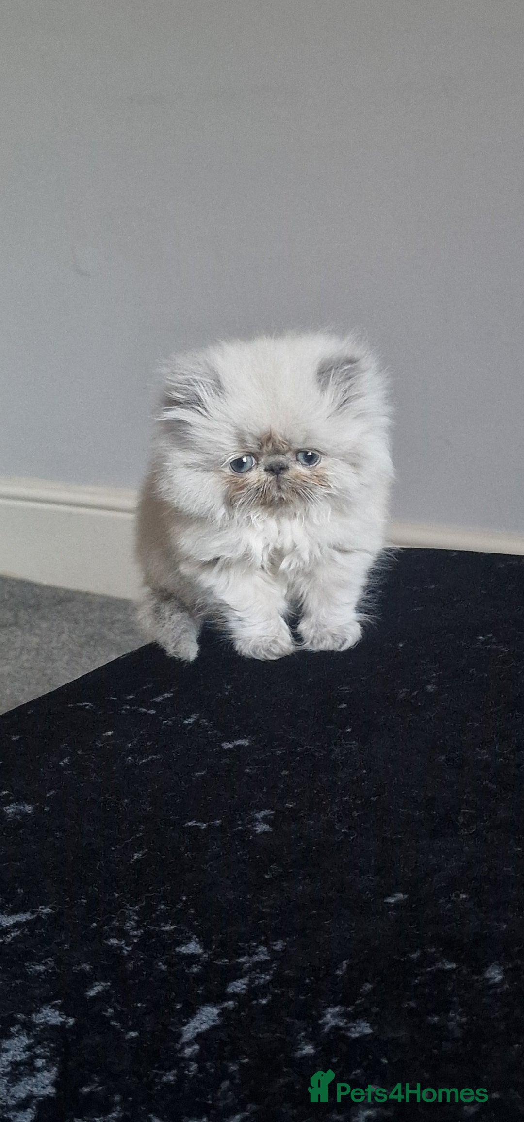 Persian cats for sale: Pure persians. - Advert 2