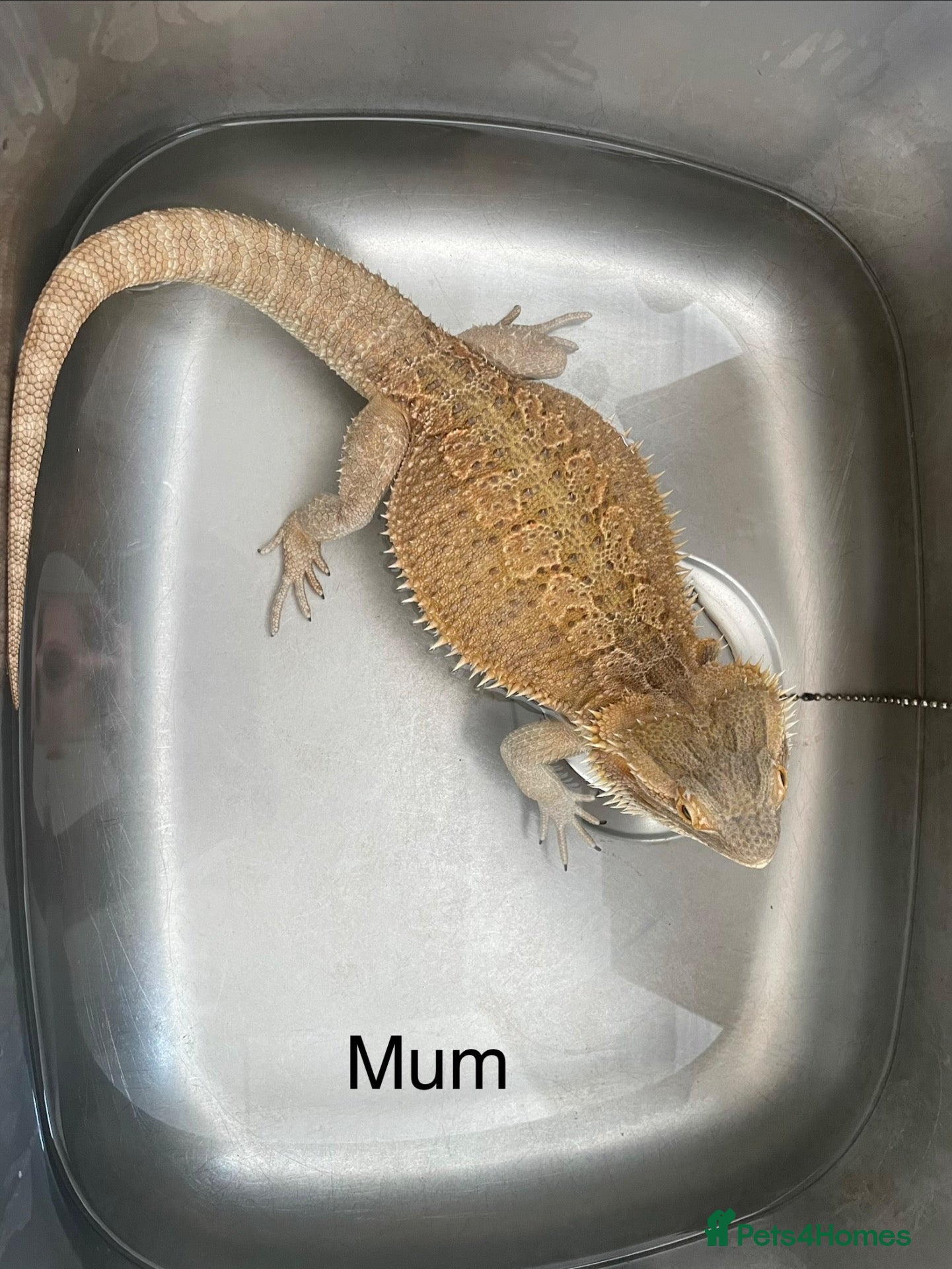 Bearded Dragon reptiles Juvenile Bearded dragons  - Advert 2