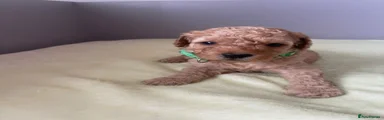 Cockapoo 3