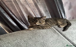 Mixed Breed cats for sale: The most loving bundles of fluff  - Image 4