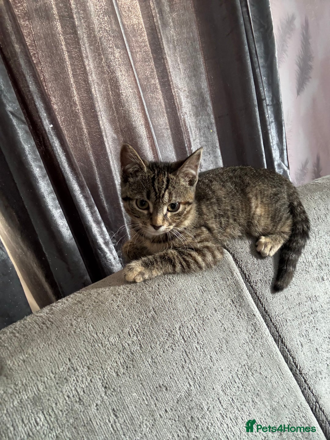 Mixed Breed cats for sale: The most loving bundles of fluff  - Image 4