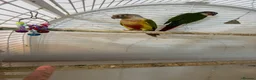 Conures birds for sale: Conuer - Advert 6