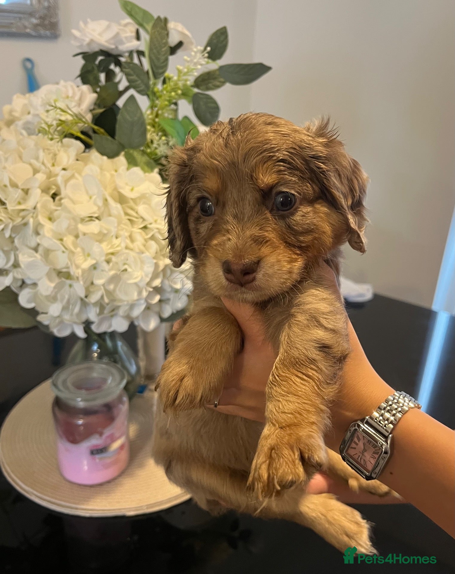Cavapoo dogs 🐶Beautiful Cavapoo Puppies 🐾 - Advert 7