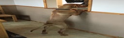 Hungarian Vizsla dogs for sale: Rehome Boy - Advert 2