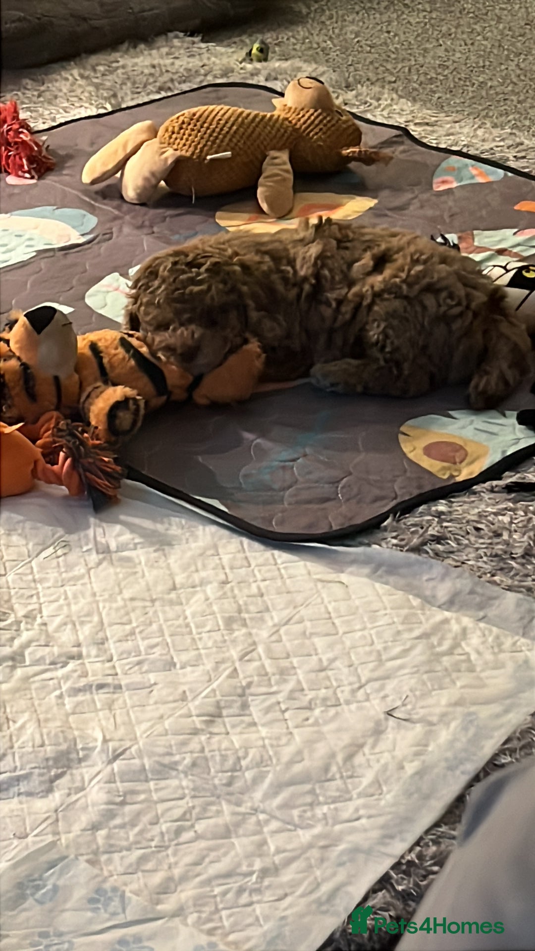 Cockapoo dogs for sale: Stunning health tested F1b cockerpoo puppies - Advert 2