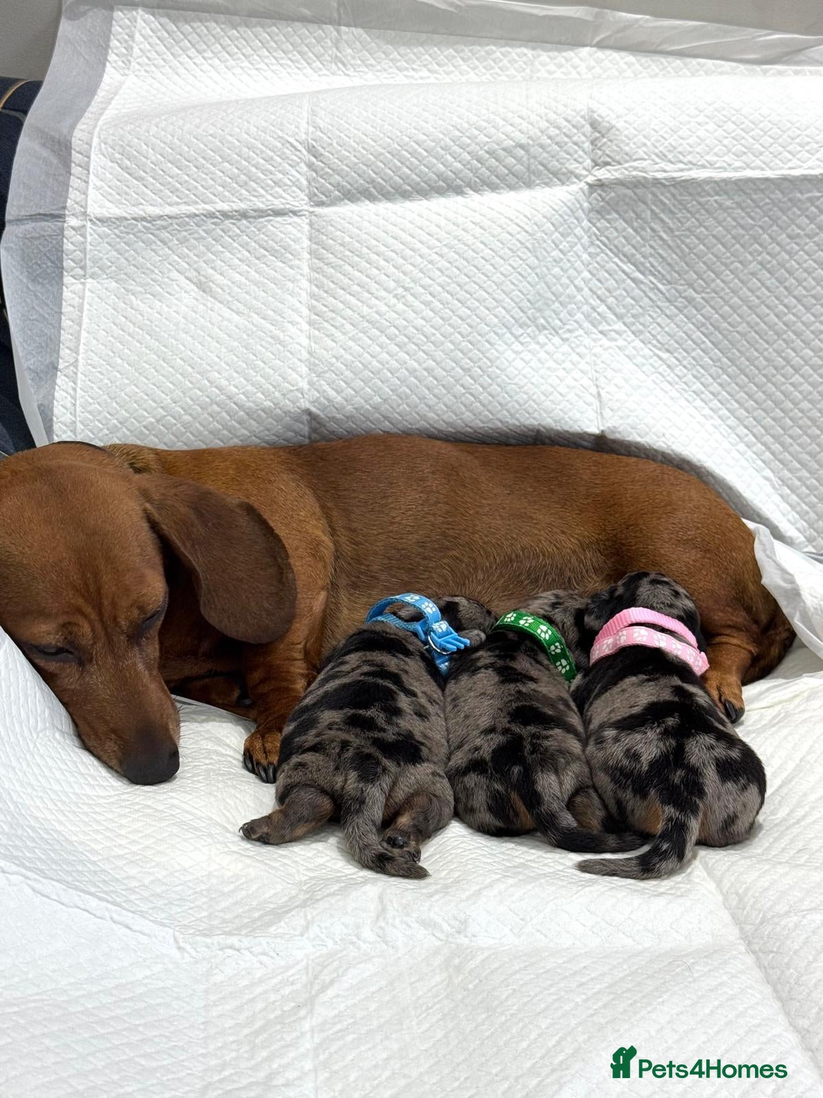 Miniature Dachshund dogs Adorable Miniature Dachshund Puppies - Advert 1