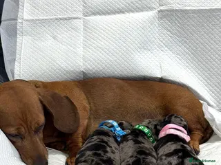 Miniature Dachshund dogs Adorable Miniature Dachshund Puppies - Advert 1