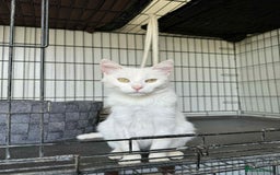 Mixed Breed cats for adoption: Charlotte - Norwich Norfolk   - Advert 8