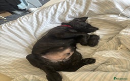 Mixed Breed dogs for sale: Cosmo is 15weeks old - Image 4