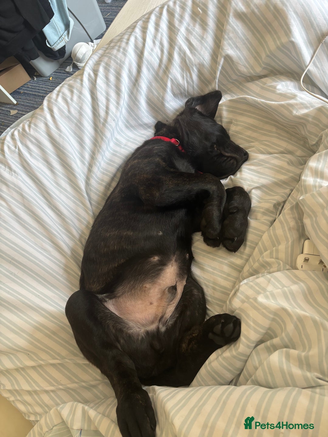 Mixed Breed dogs for sale: Cosmo is 15weeks old - Image 4