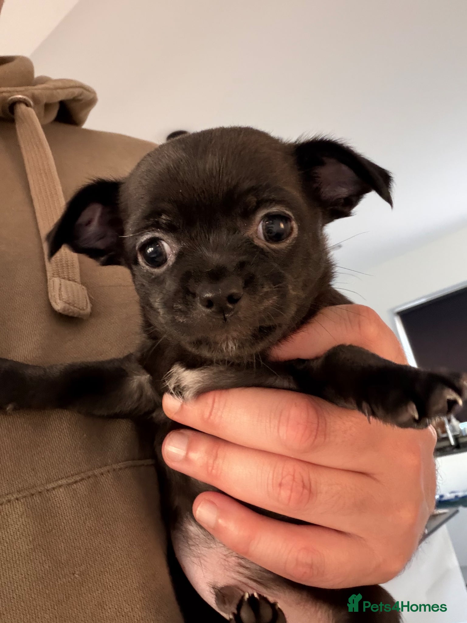 Chihuahua dogs Beautiful Chihuahua Pups - Last Puppy - Advert 5