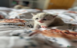 American Shorthair cats for sale: American shorthair x Turkish van kittens  - Image 19
