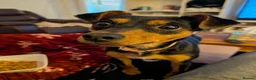 Mixed Breed dogs for sale: Black and tan Jack Russell x in Kingswinford - Advert 7