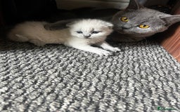 British Shorthair cats for sale: British short haired kittens  - Image 14
