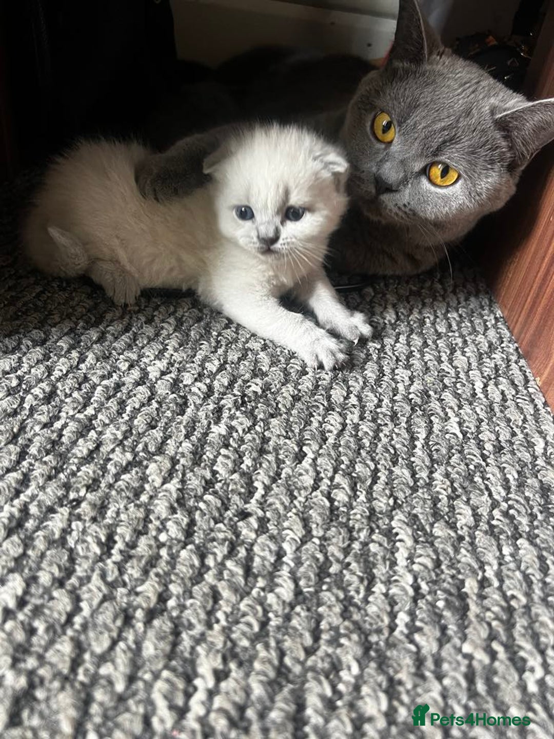 British Shorthair cats for sale: British short haired kittens  - Image 14