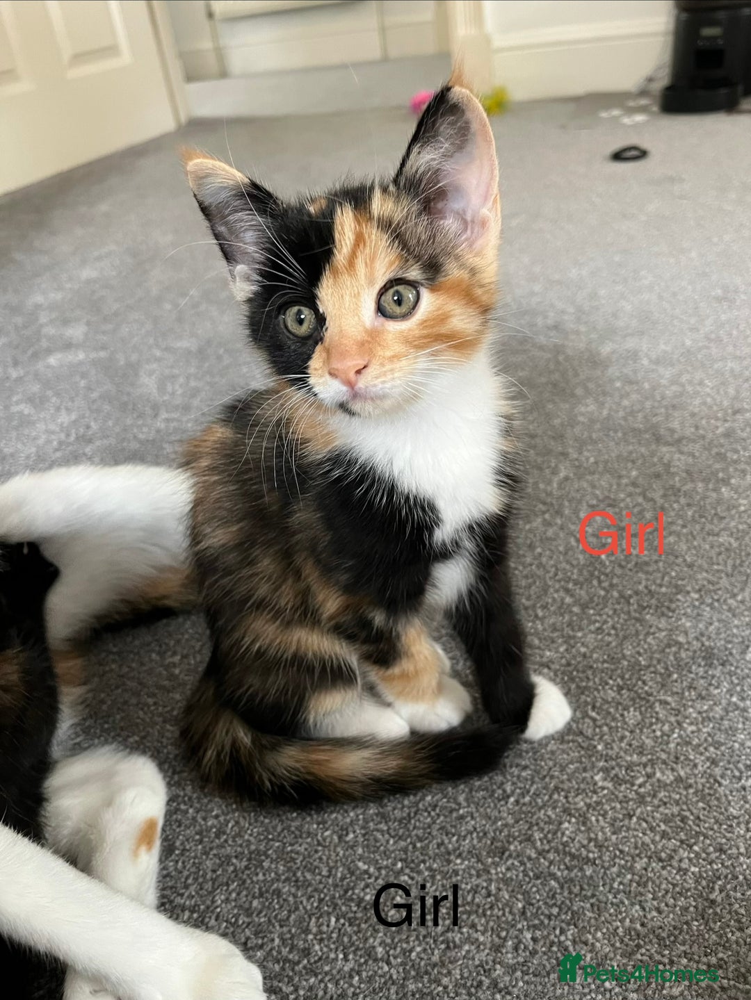 Mixed Breed cats for sale: Adorable 8wk Long-Haired Kittens – Ready Now  - Image 2