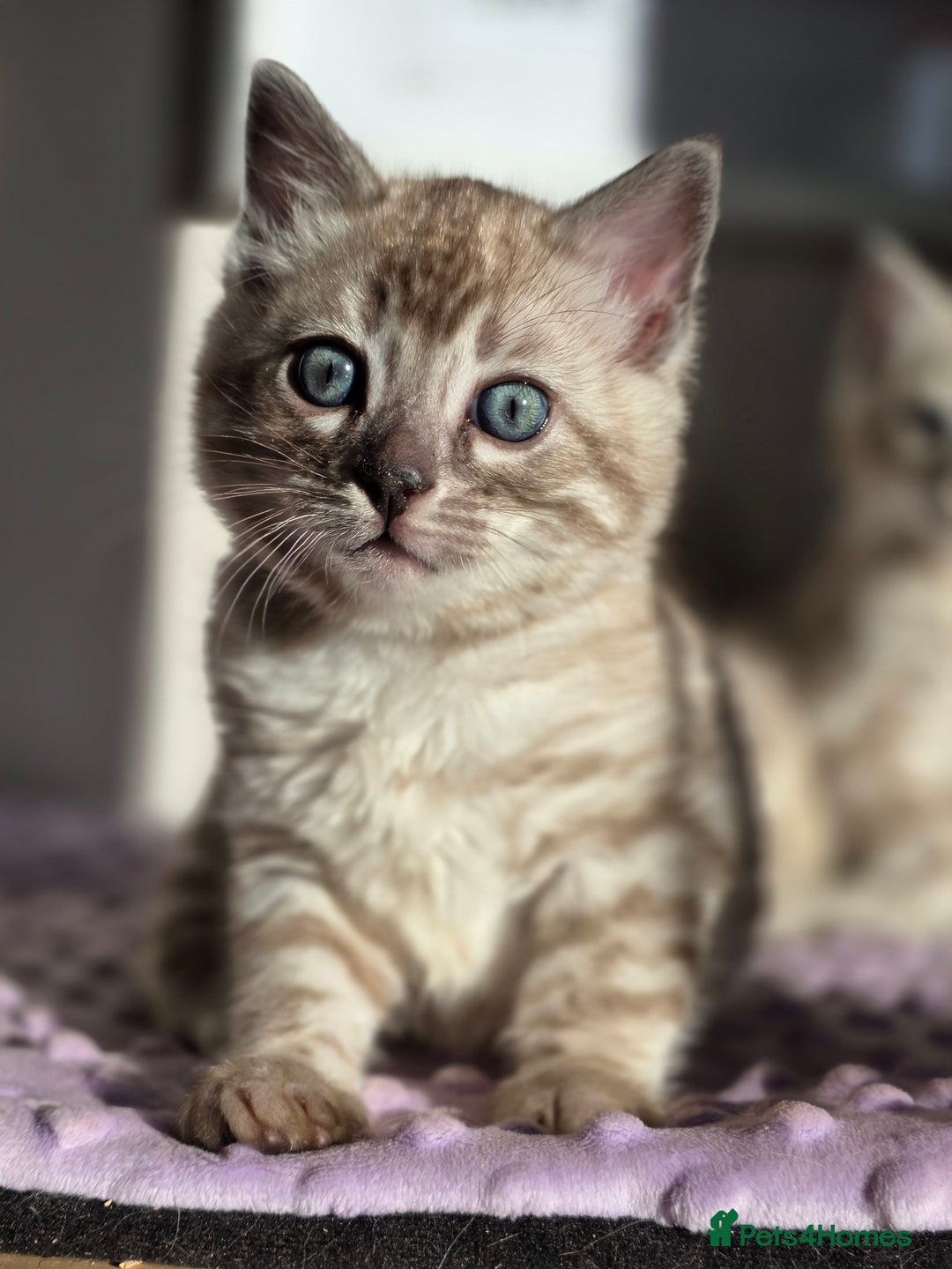 Bengal cats for sale: ❄️ Gorgeous Snow and Charcoal Bengals ❄️  - Advert 36