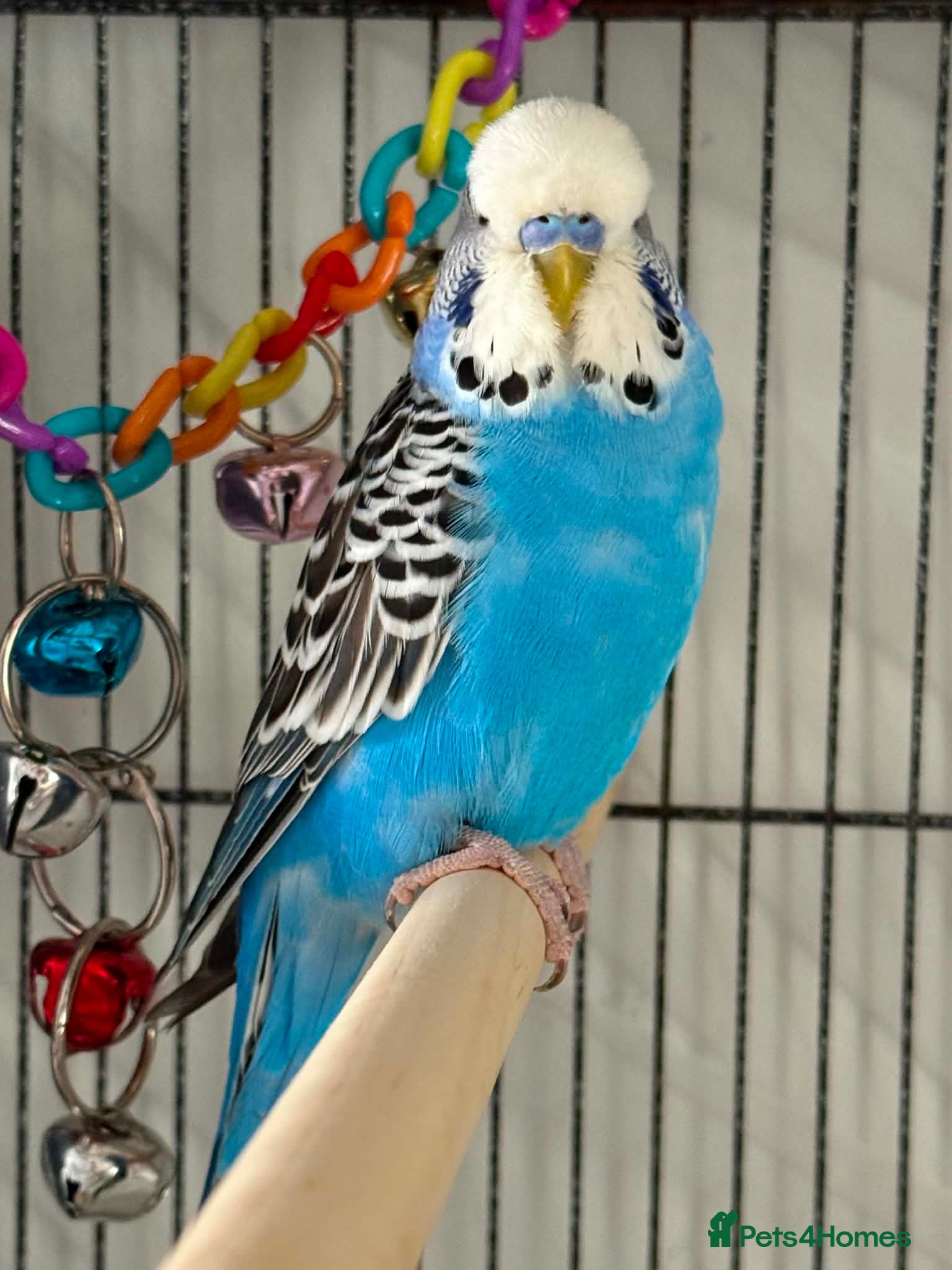 Budgerigars birds 4 young budgies and entire set up  - Advert 1