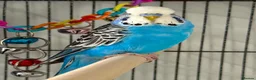 Budgerigars birds for sale: 4 young budgies and entire set up  in Newquay - Advert 1