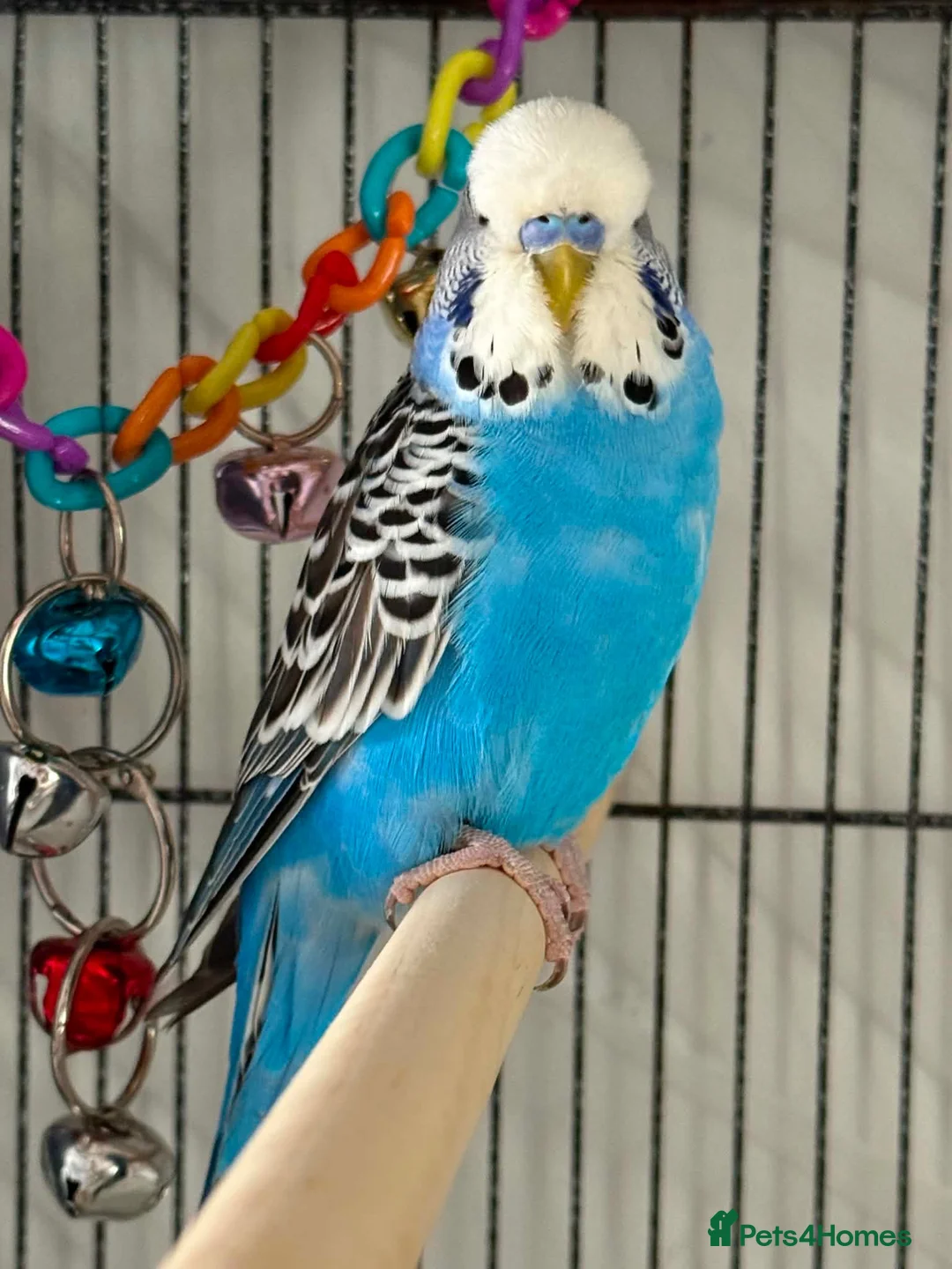 Budgerigars birds for sale: 4 young budgies and entire set up  in Newquay - Advert 1