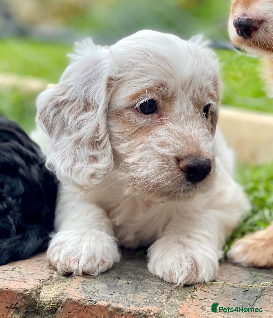 Poodle dogs for stud: GORGEOUS PHANTOM POODLE STUD  - Image 6