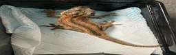 Gecko reptiles for sale: Gecko’s for sale - Advert 8