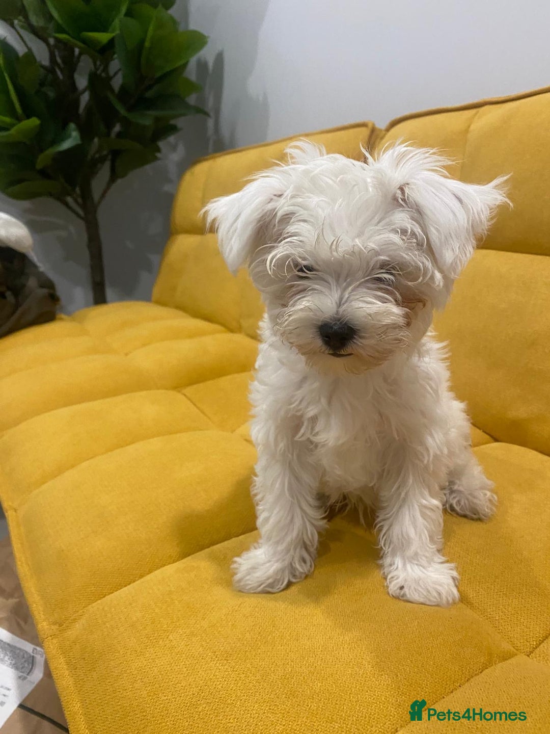 Bichon Frise dogs for sale: Small in weight and hight ,beautiful Toto is ready - Image 1