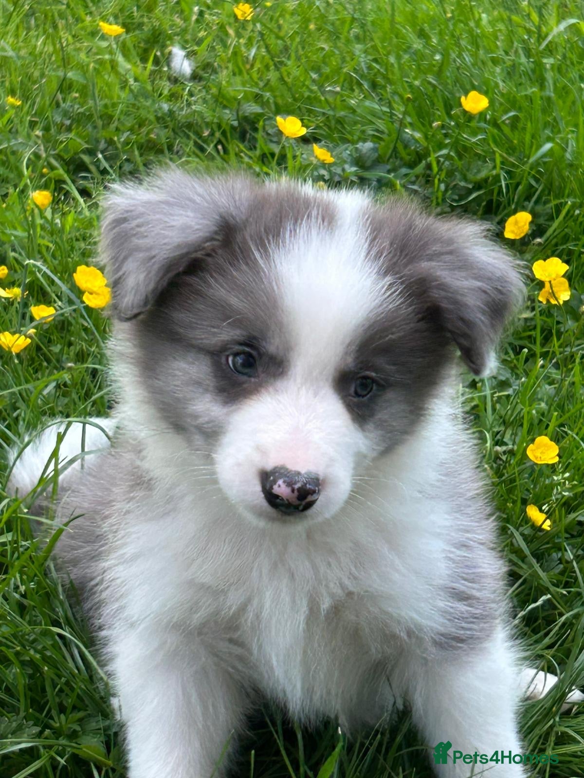 Border Collie dogs Gorgeous KC Registered Health Tested Border Collie - Advert 2